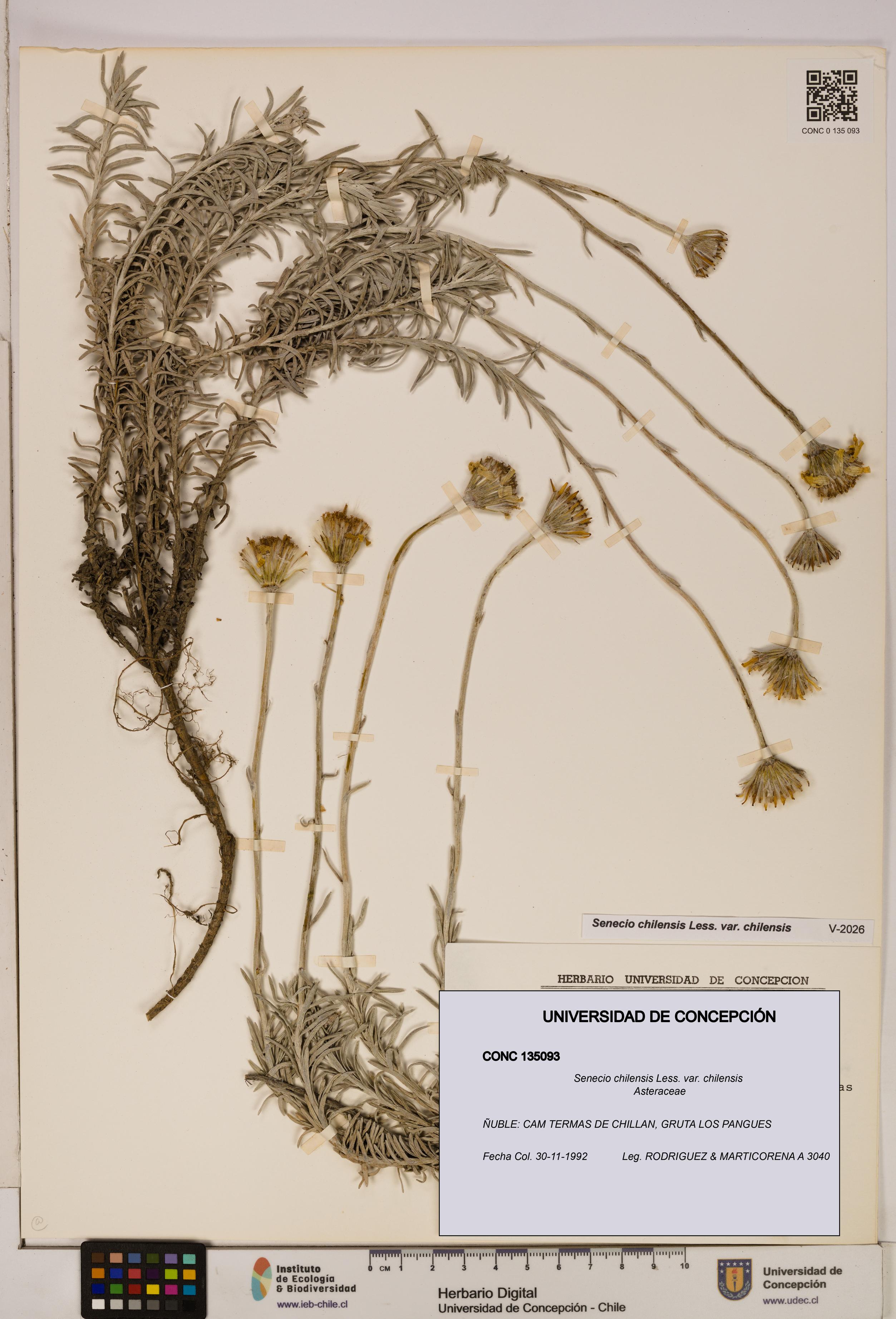 Senecio chilensis var. chilensis [Espécimen: UDEC:CONC:0135093]