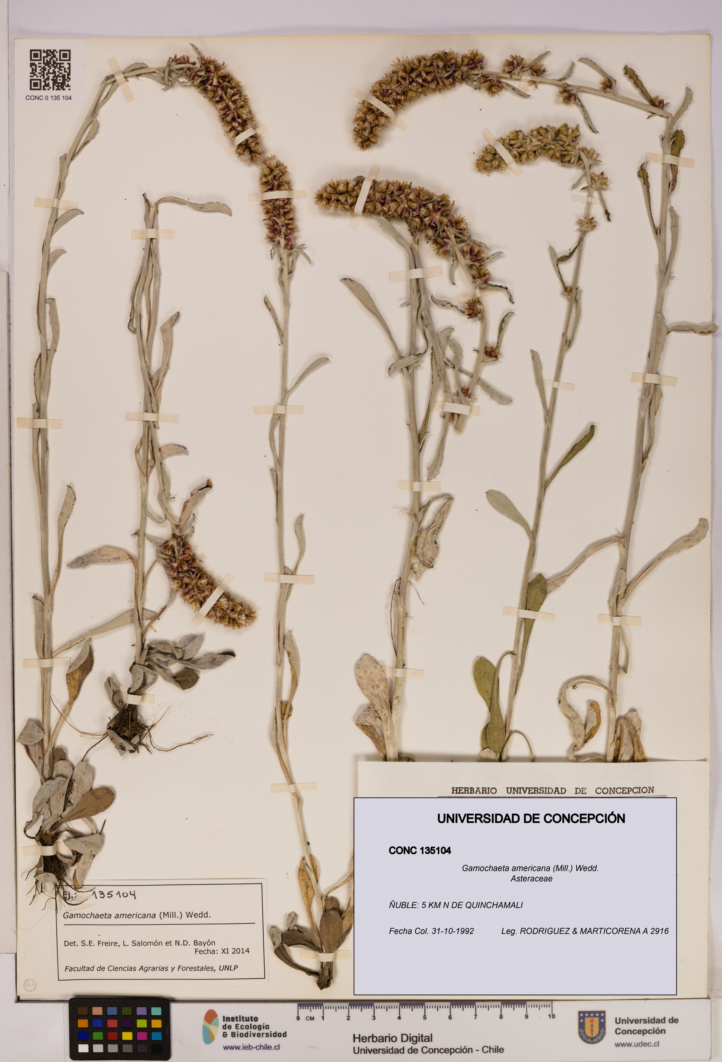 Gamochaeta americana [Espécimen: UDEC:CONC:0135104]