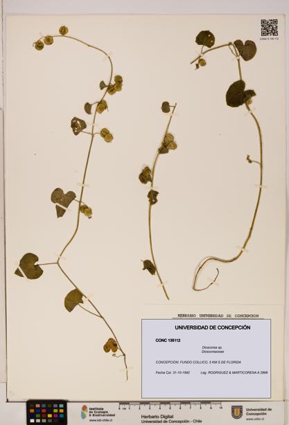 Dioscorea sp. [Espécimen: ]