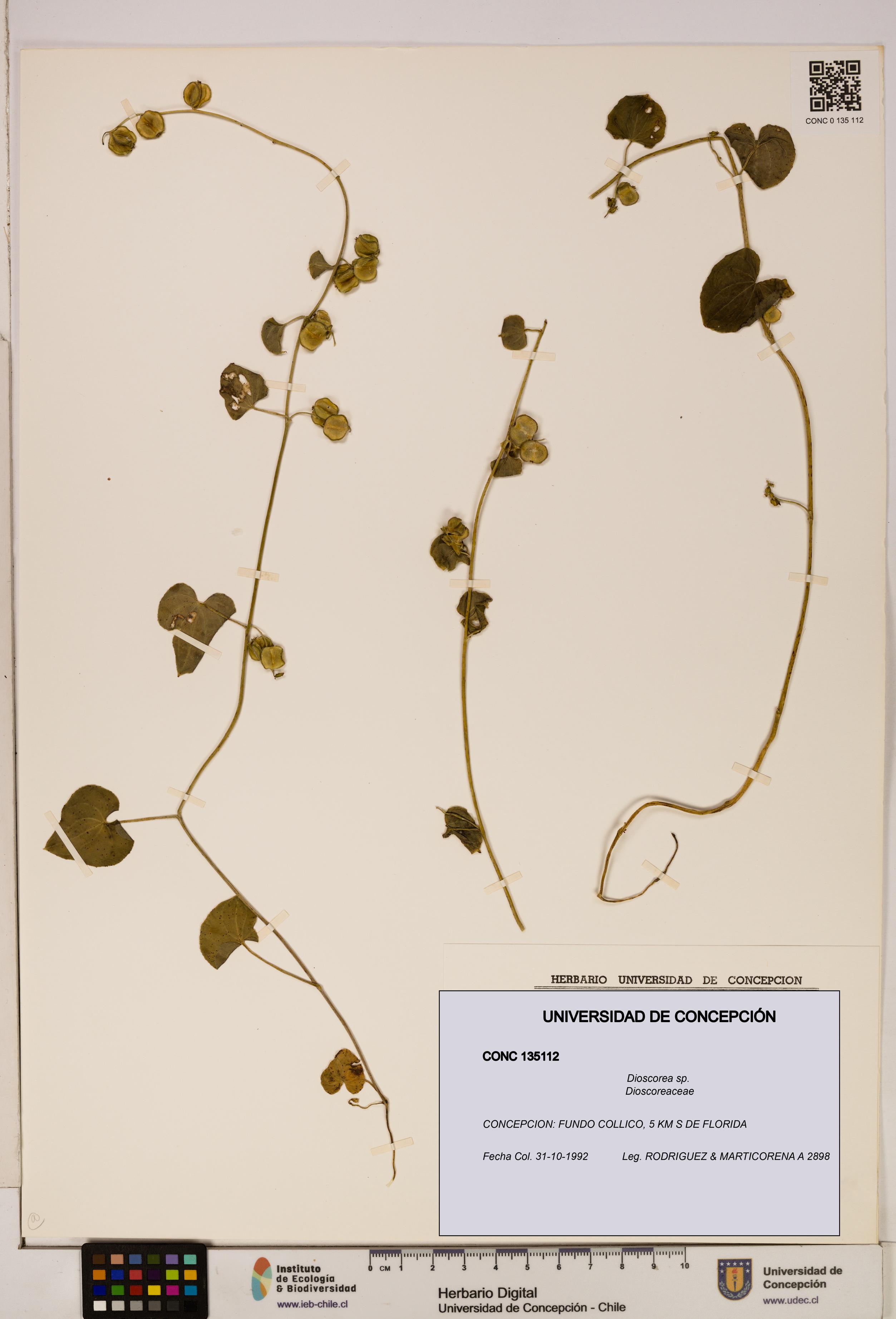 Dioscorea sp. [Espécimen: ]