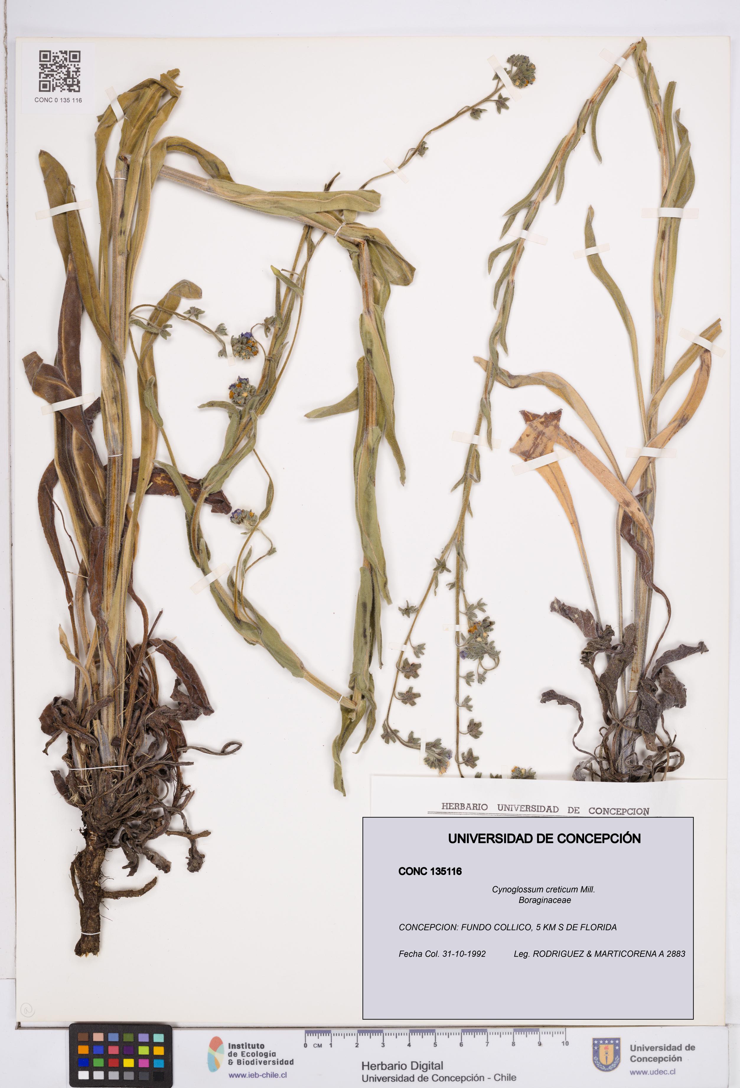 Cynoglossum creticum [Espécimen: ]