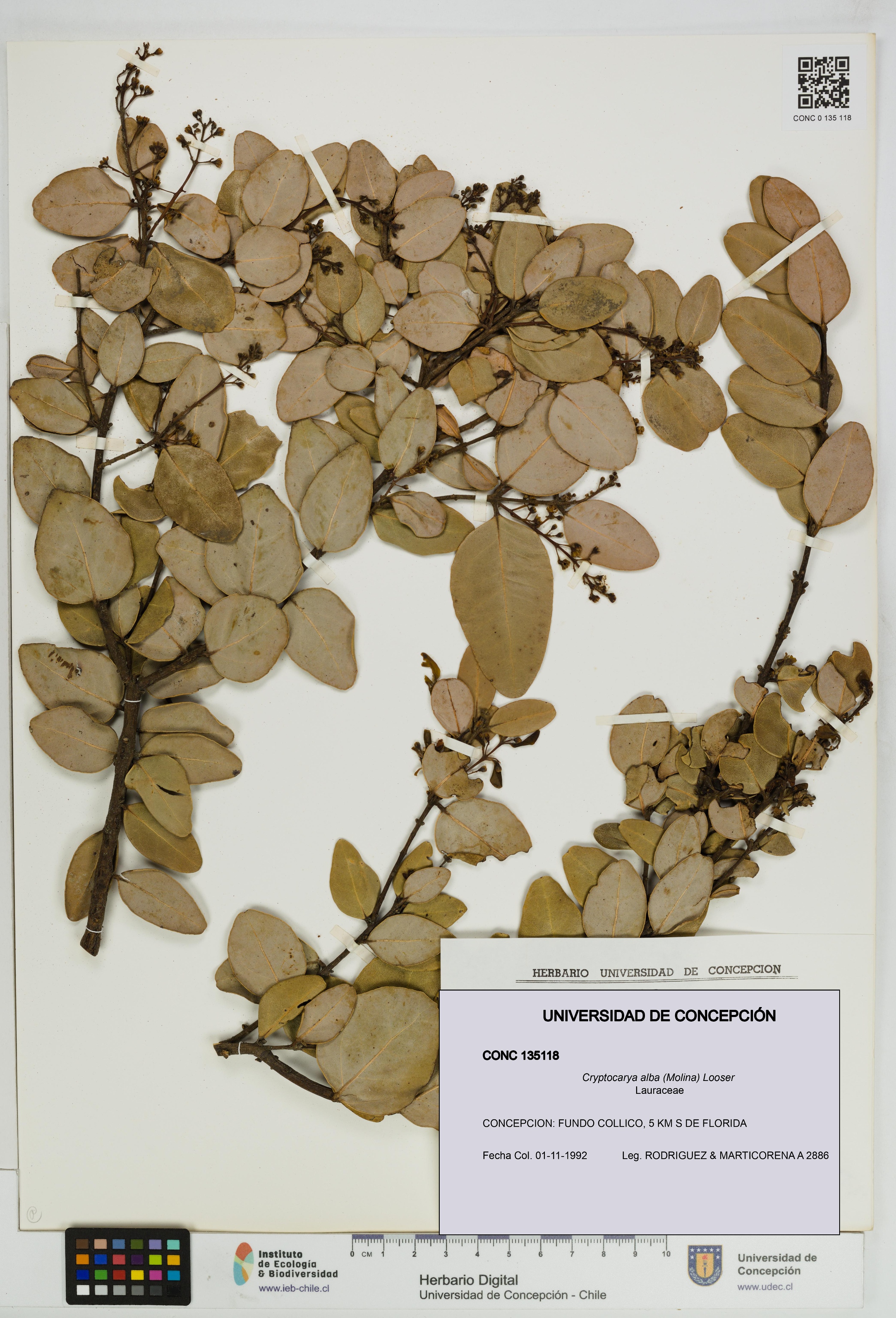 Cryptocarya alba [Espécimen: UDEC:CONC:0135118]