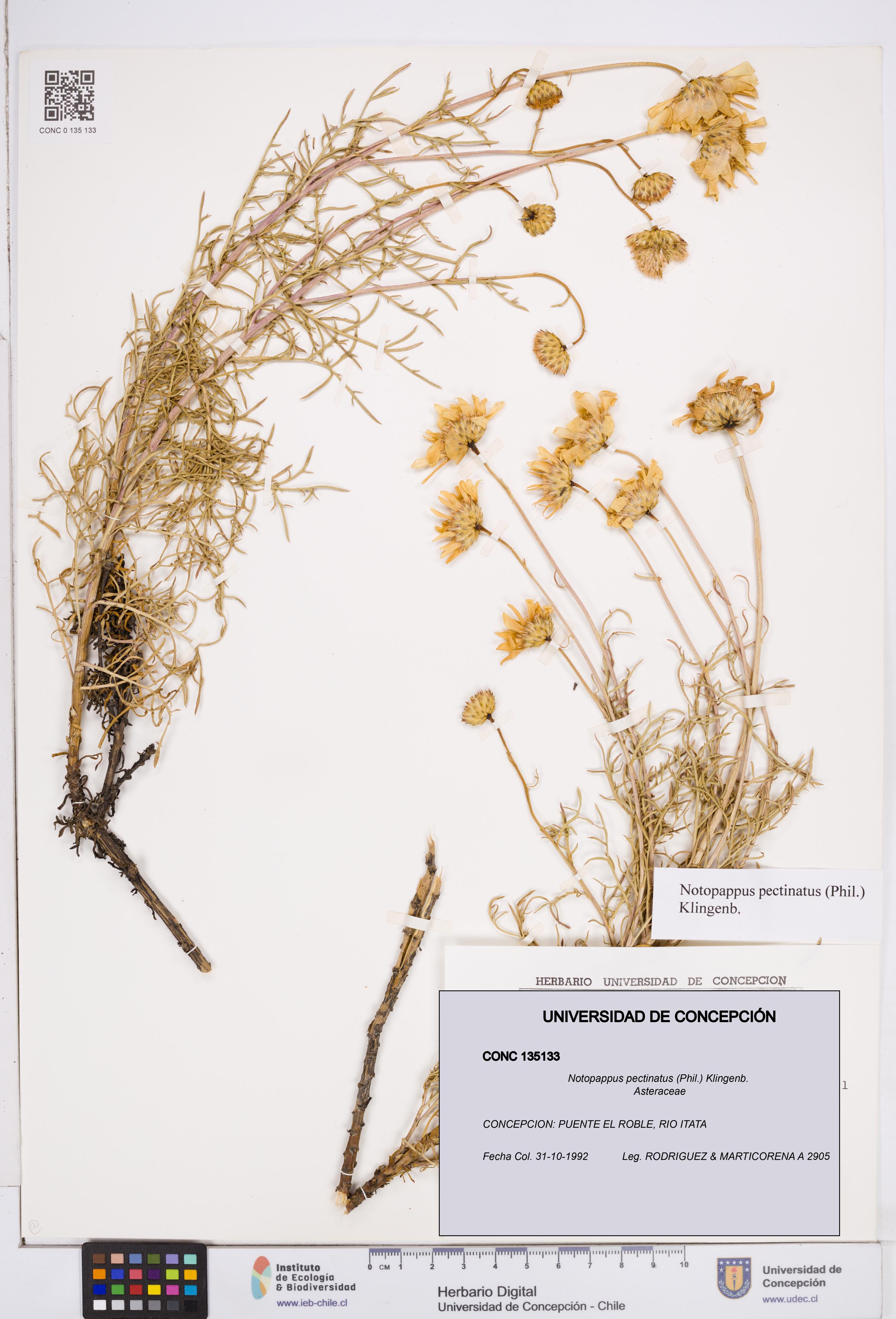 Notopappus pectinatus [Espécimen: ]