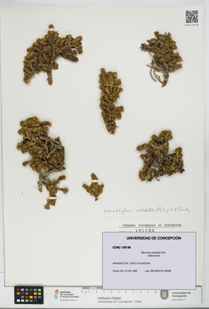 Werneria weddellii [Espécimen: UDEC:CONC:0135139]