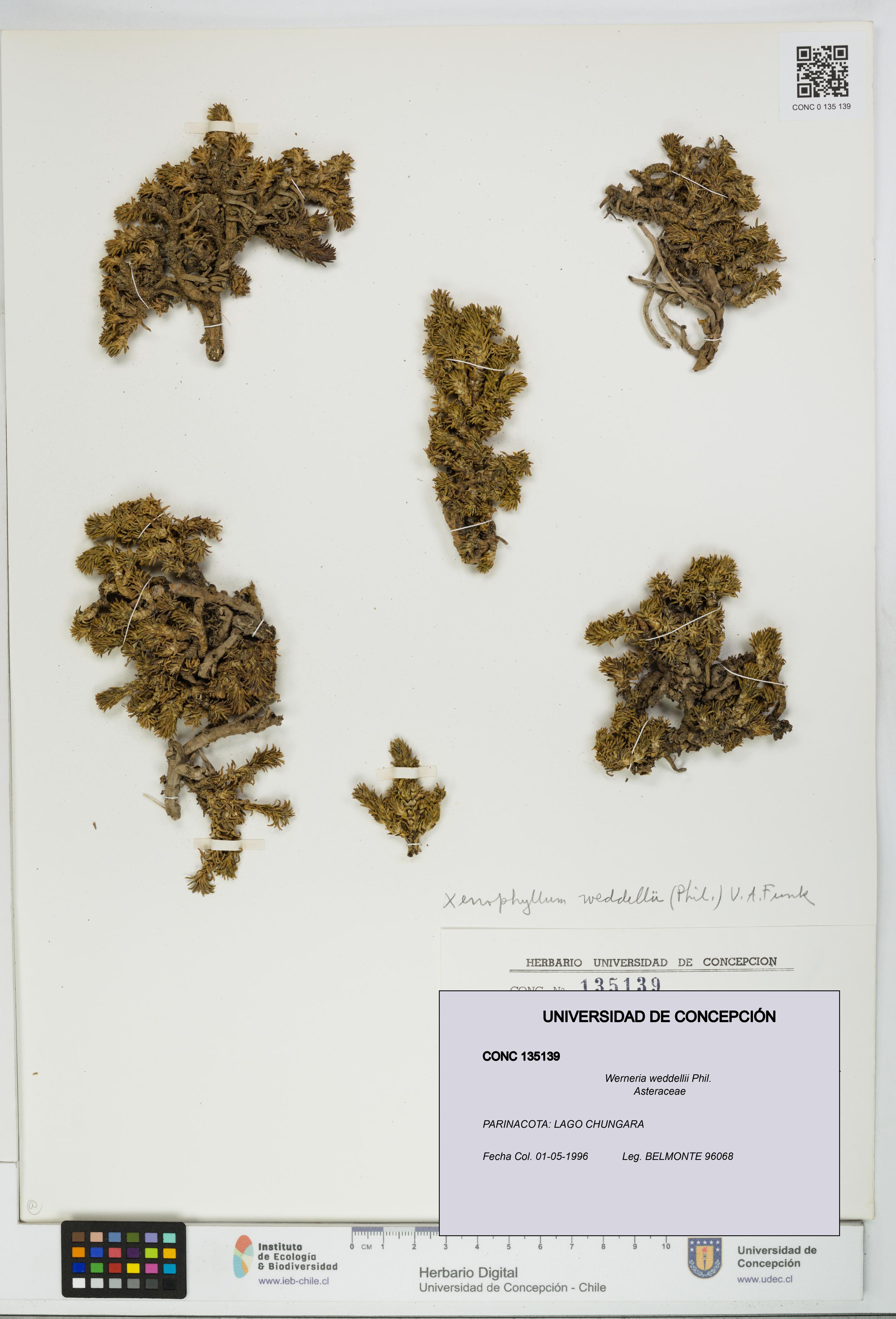 Werneria weddellii [Espécimen: UDEC:CONC:0135139]