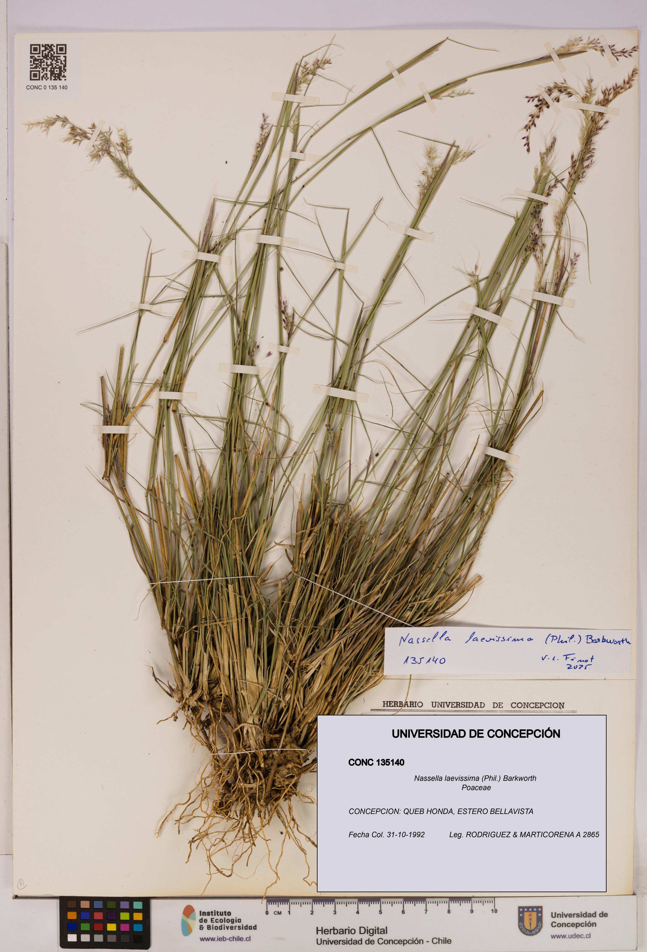 Nassella laevissima [Espécimen: UDEC:CONC:0135140]