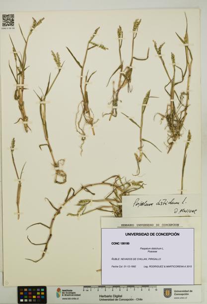 Paspalum distichum [Espécimen: UDEC:CONC:0135150]