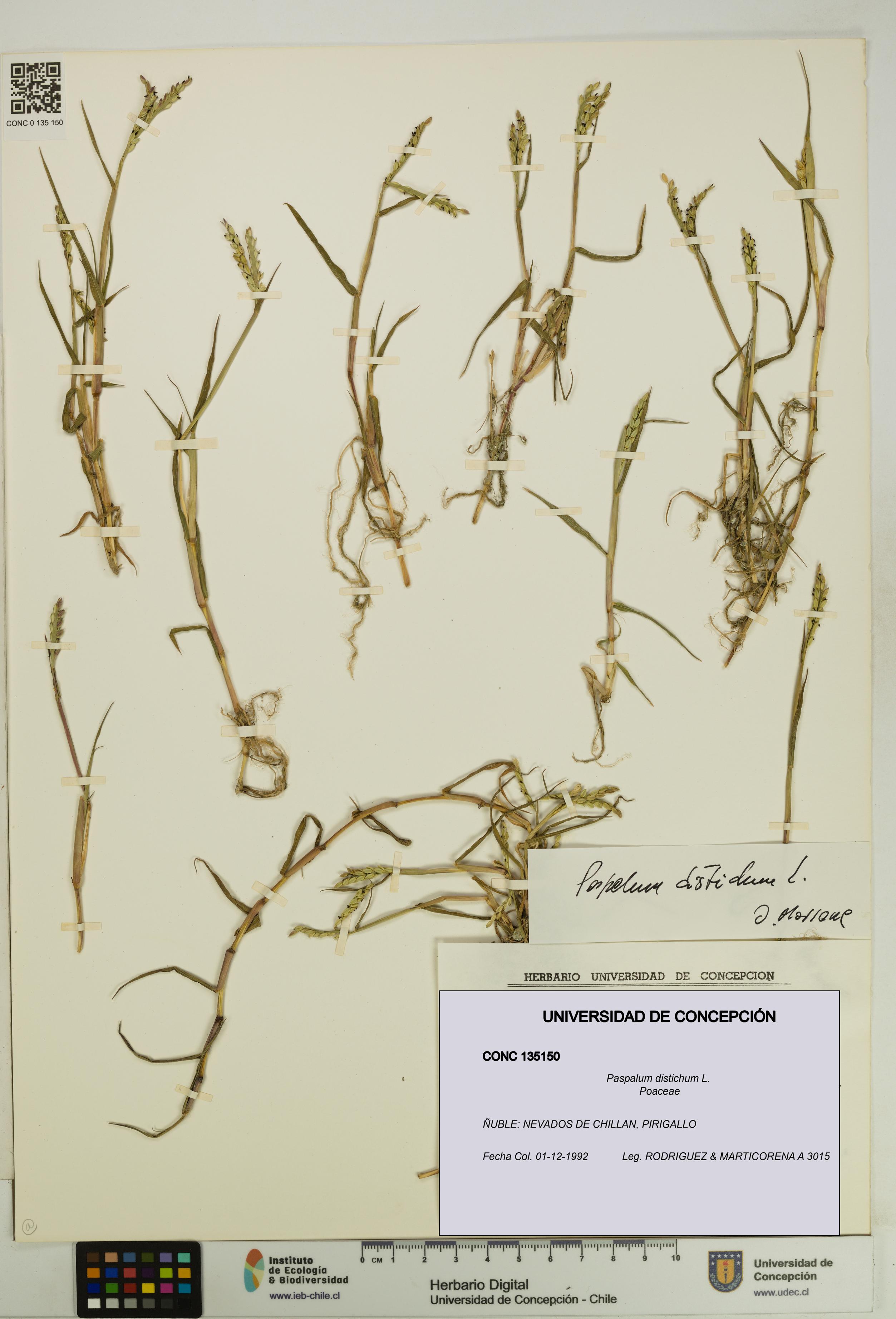 Paspalum distichum [Espécimen: UDEC:CONC:0135150]
