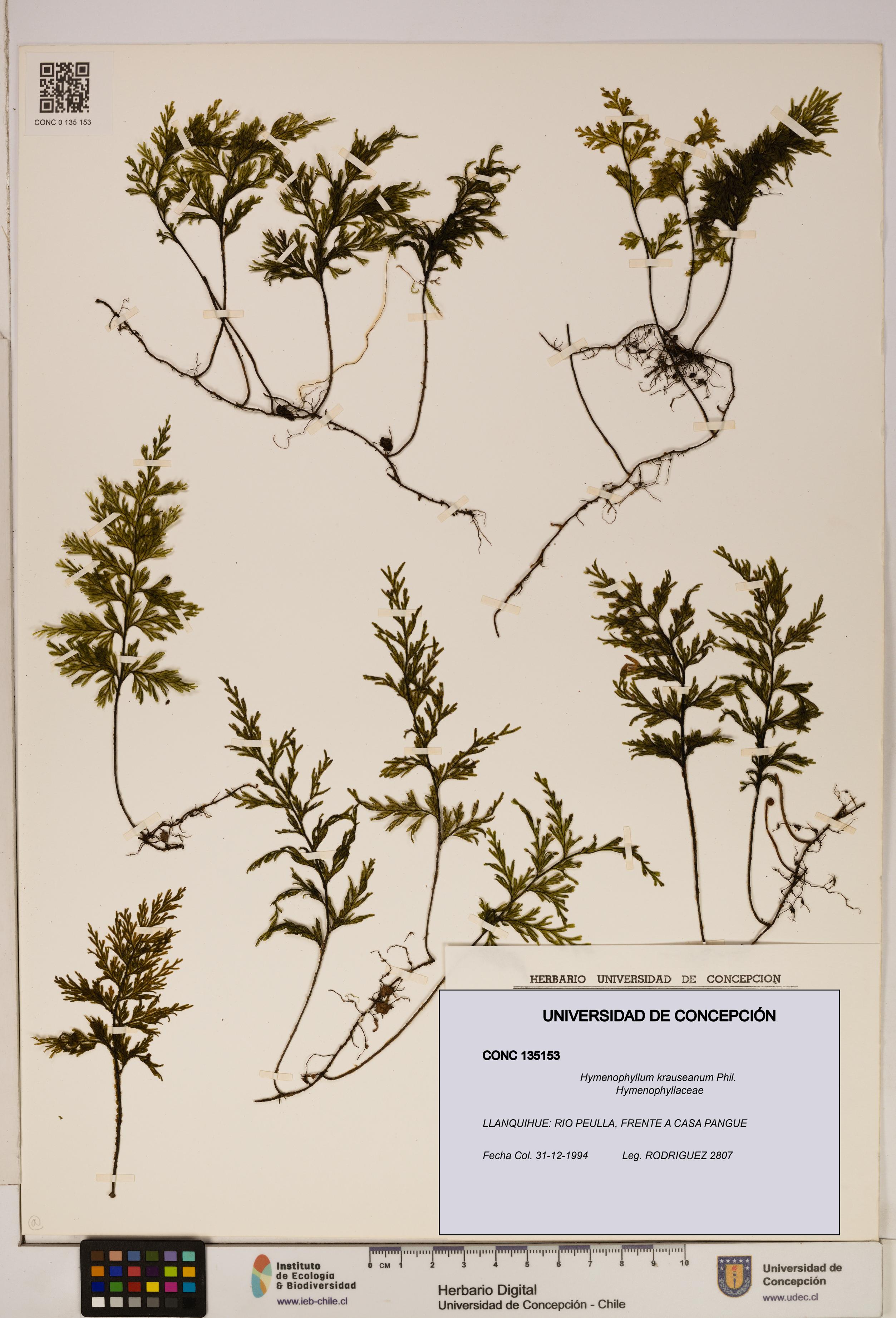 Hymenophyllum krauseanum [Espécimen: ]