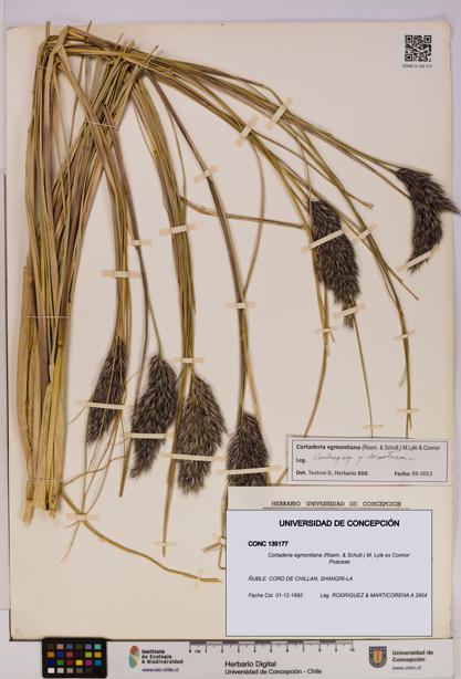 Cortaderia egmontiana [Espécimen: UDEC:CONC:0135177]
