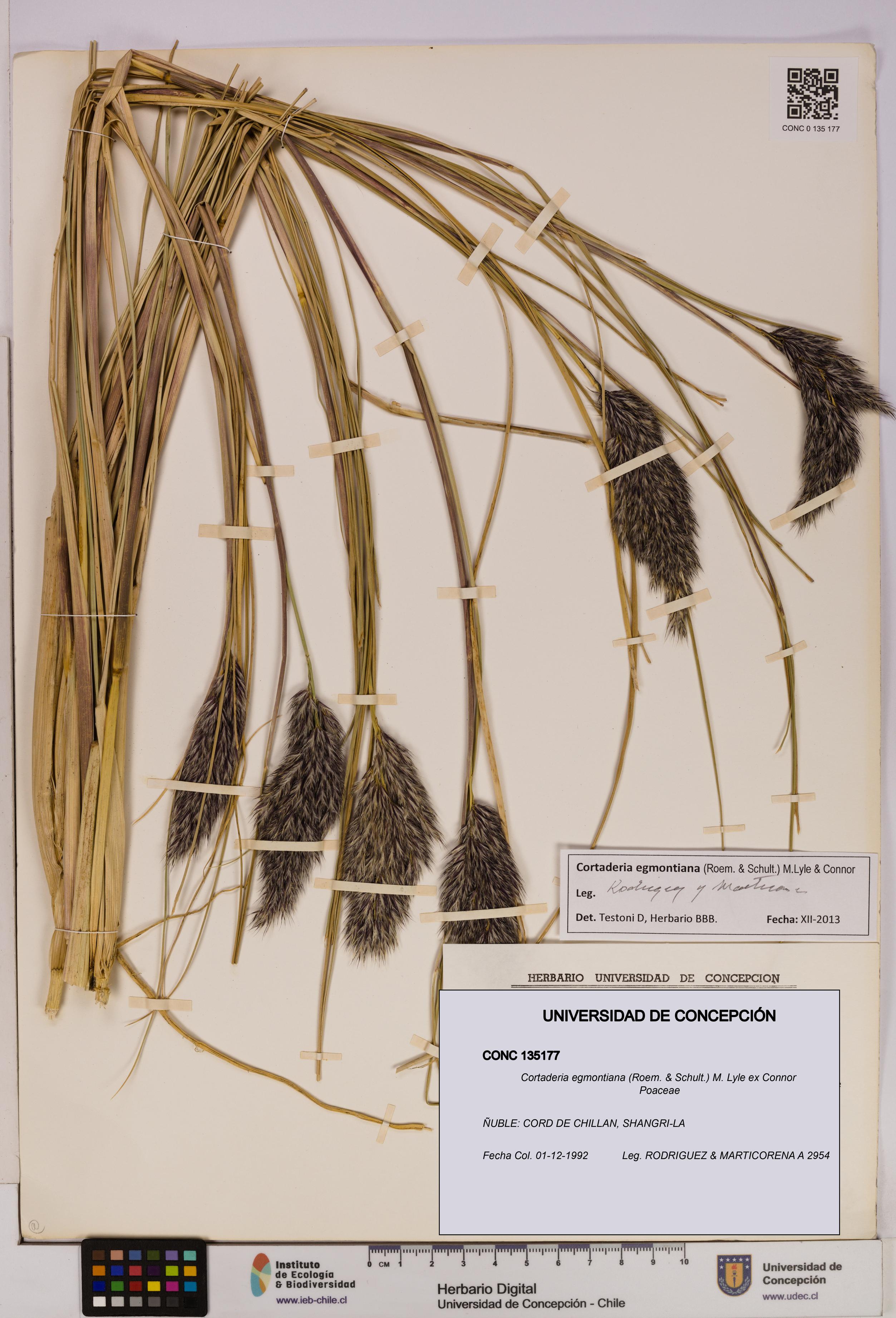 Cortaderia egmontiana [Espécimen: UDEC:CONC:0135177]