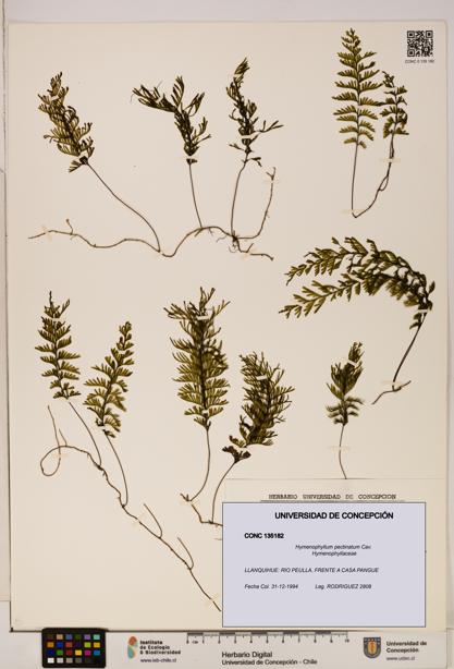 Hymenophyllum pectinatum [Espécimen: ]