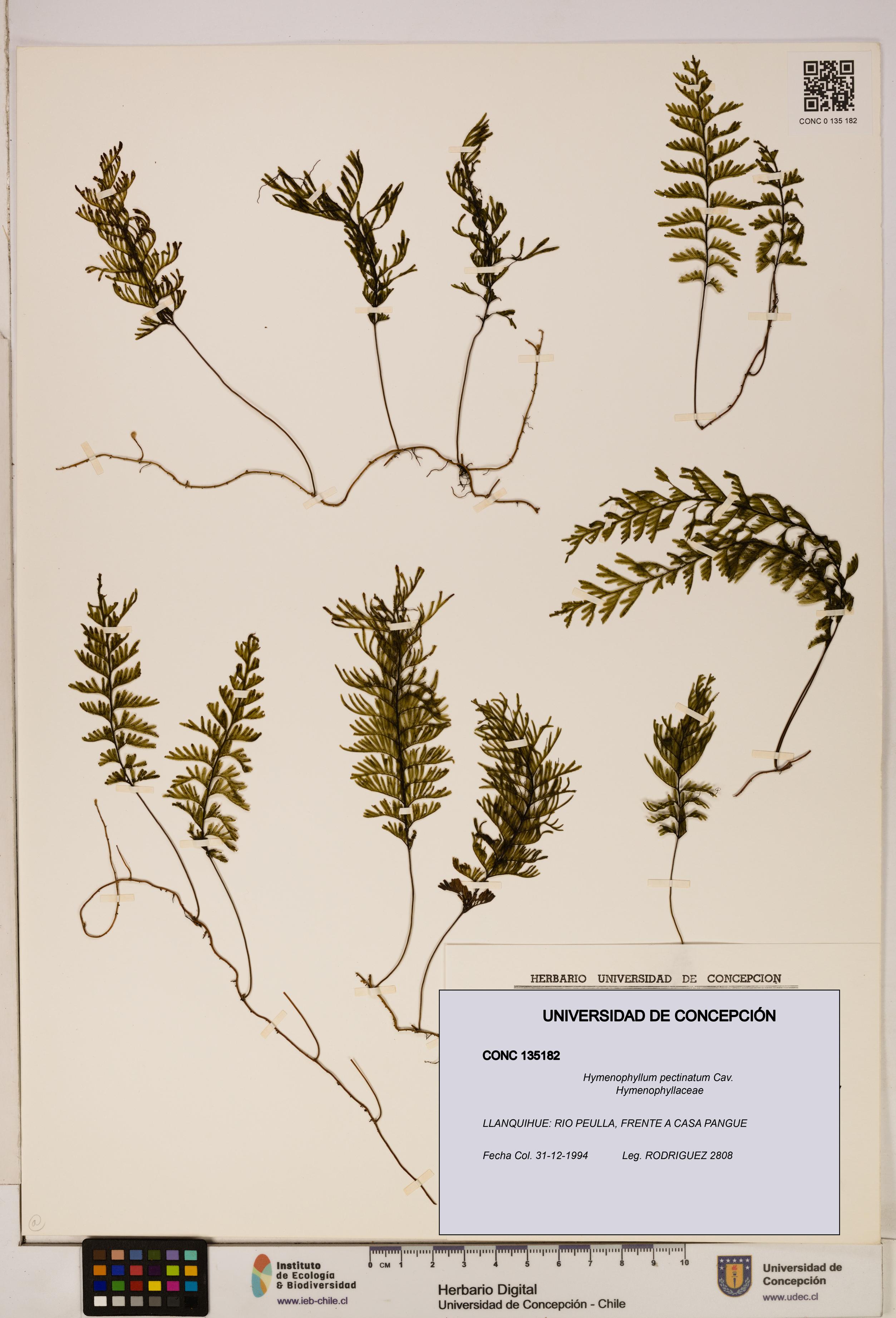 Hymenophyllum pectinatum [Espécimen: ]