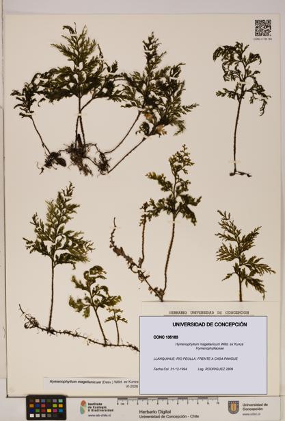Hymenophyllum magellanicum [Espécimen: ]