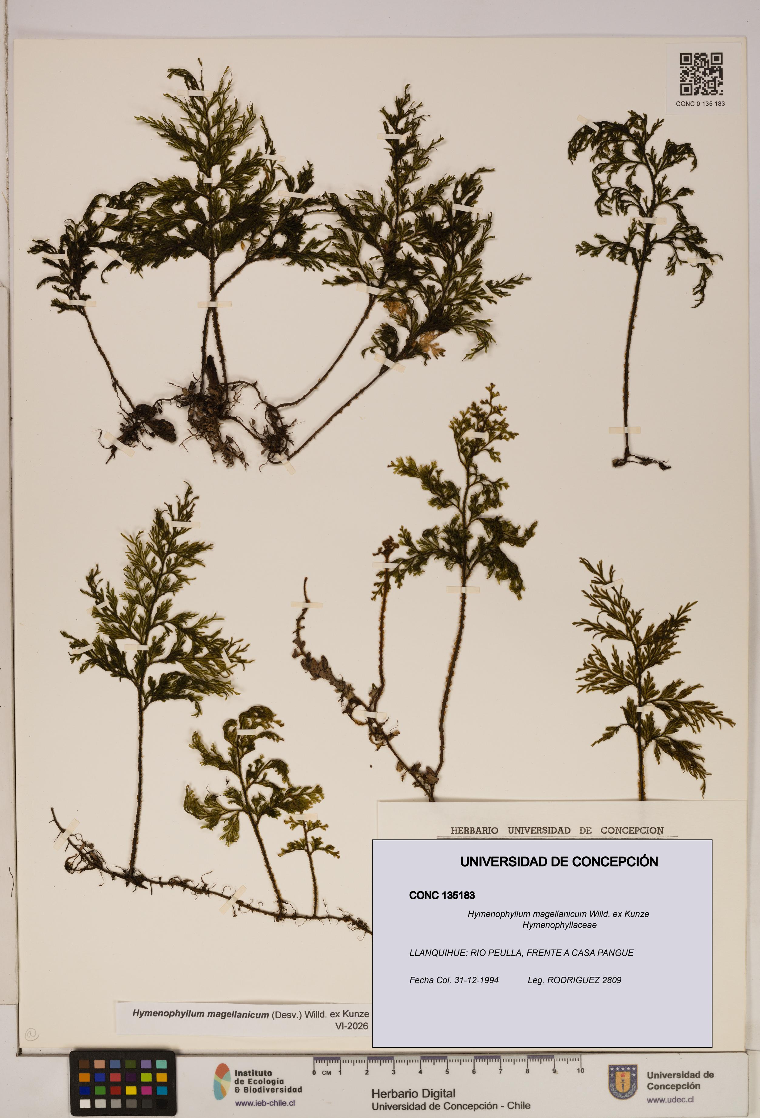 Hymenophyllum magellanicum [Espécimen: ]