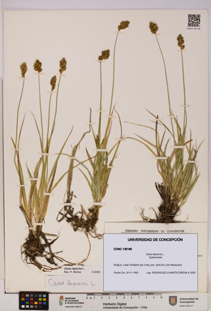Carex leporina [Espécimen: UDEC:CONC:0135185]