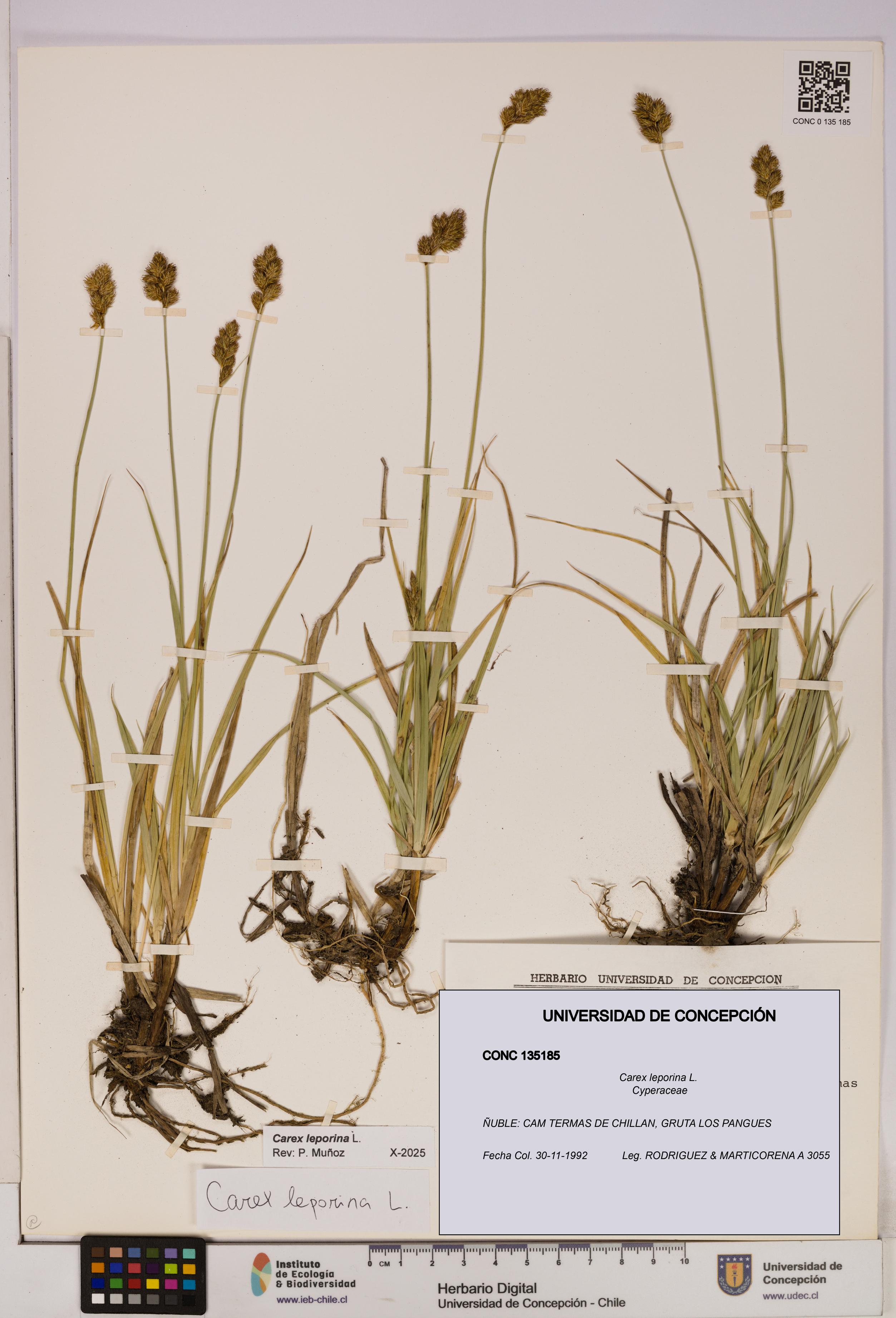 Carex leporina [Espécimen: UDEC:CONC:0135185]