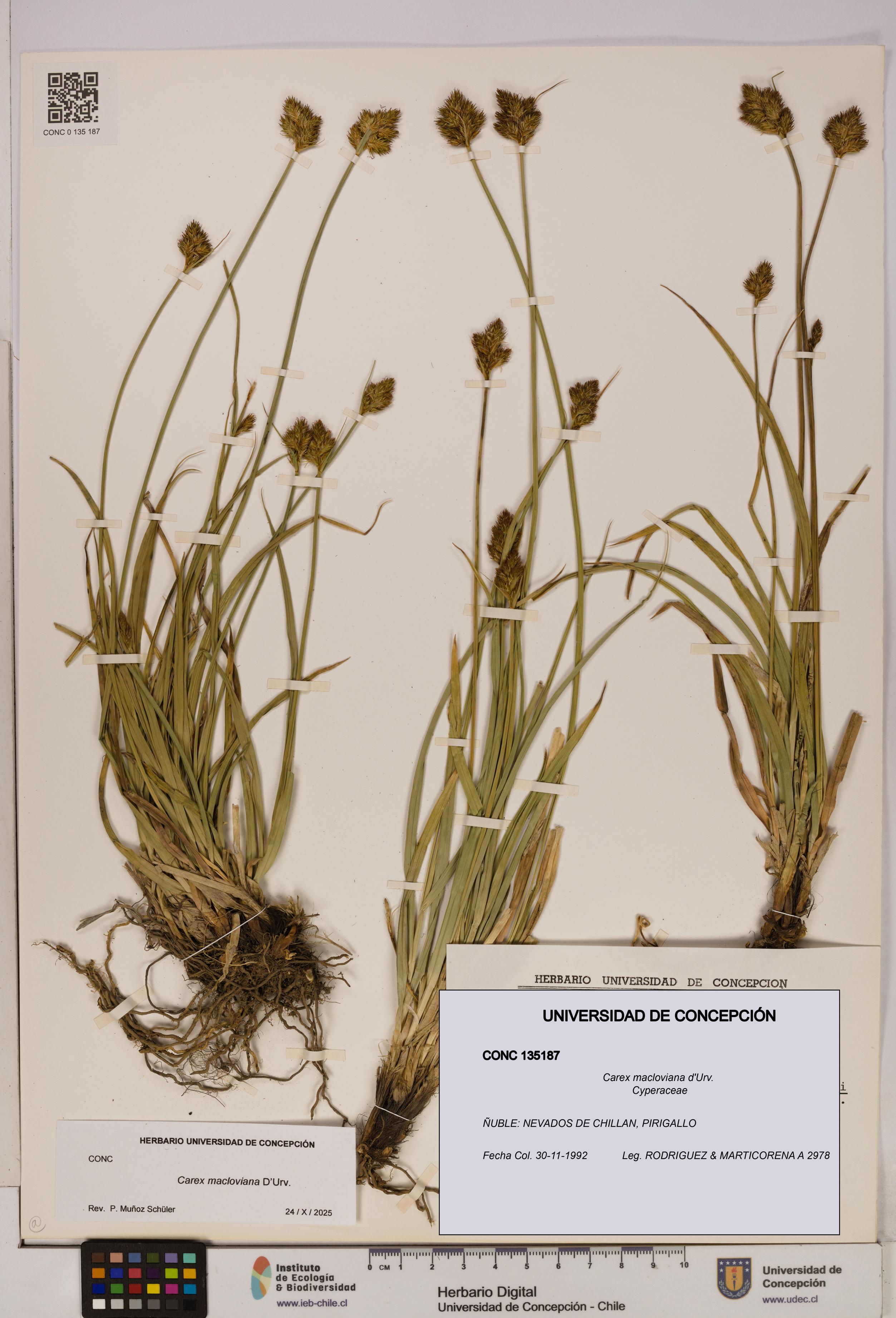 Carex macloviana [Espécimen: UDEC:CONC:0135187]