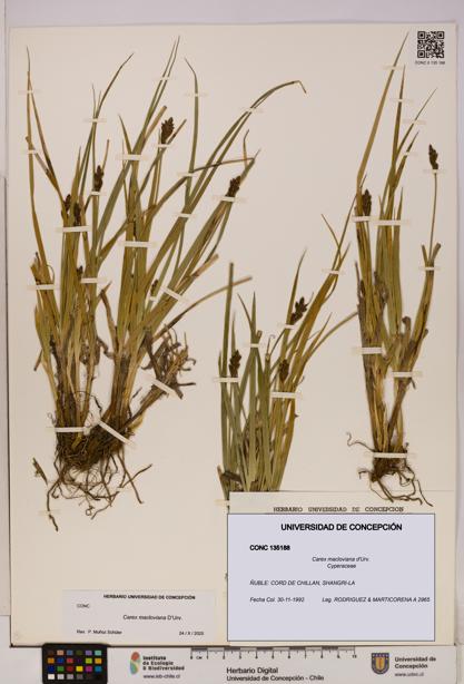 Carex macloviana [Espécimen: UDEC:CONC:0135188]
