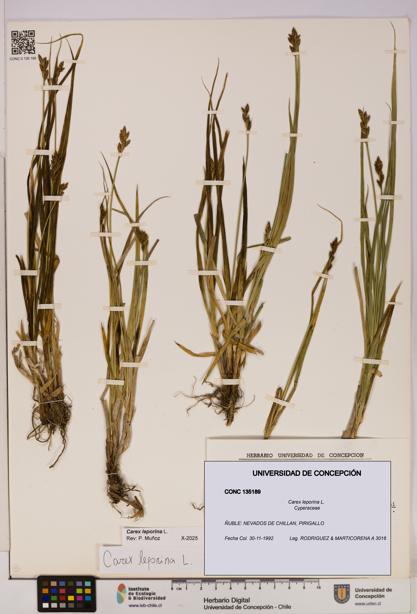 Carex leporina [Espécimen: UDEC:CONC:0135189]