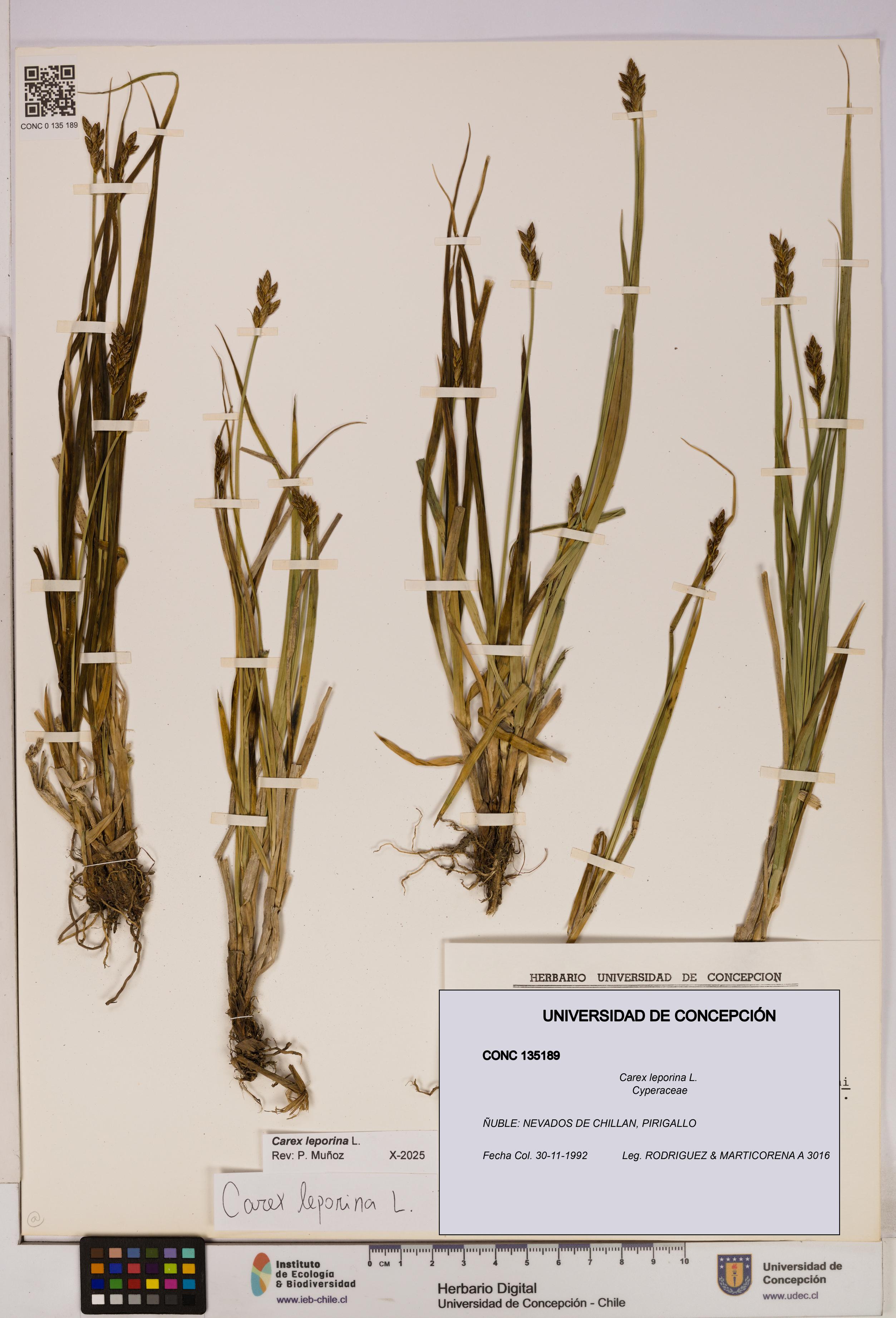 Carex leporina [Espécimen: UDEC:CONC:0135189]