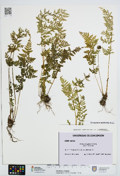 Cystopteris apiiformis [Espécimen: UDEC:CONC:0135193]