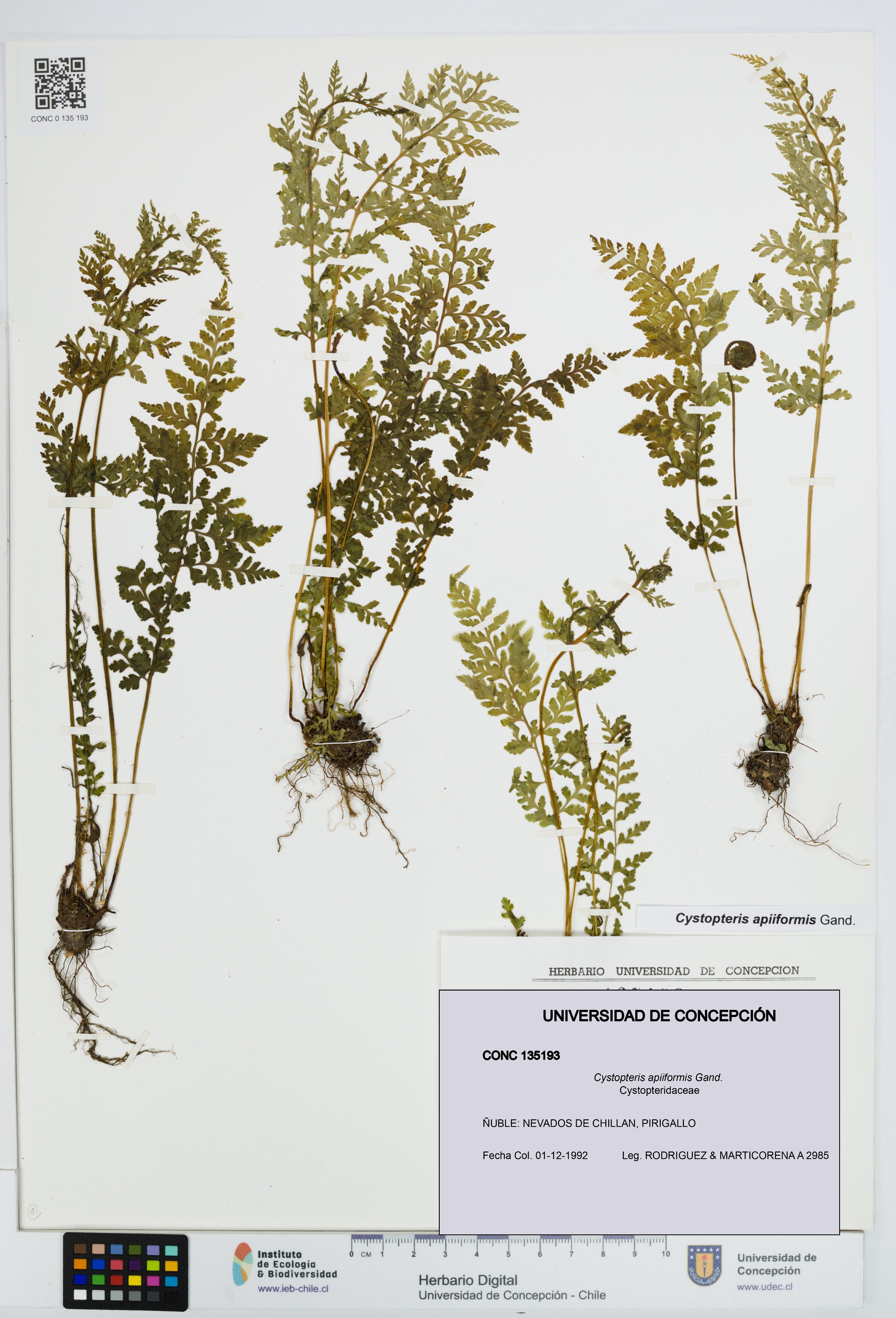 Cystopteris apiiformis [Espécimen: UDEC:CONC:0135193]