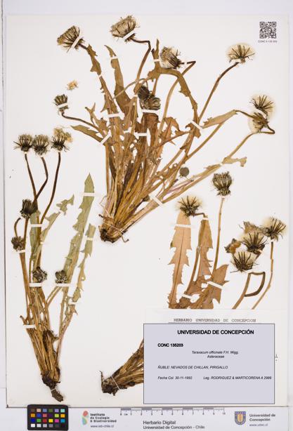 Taraxacum officinale [Espécimen: ]