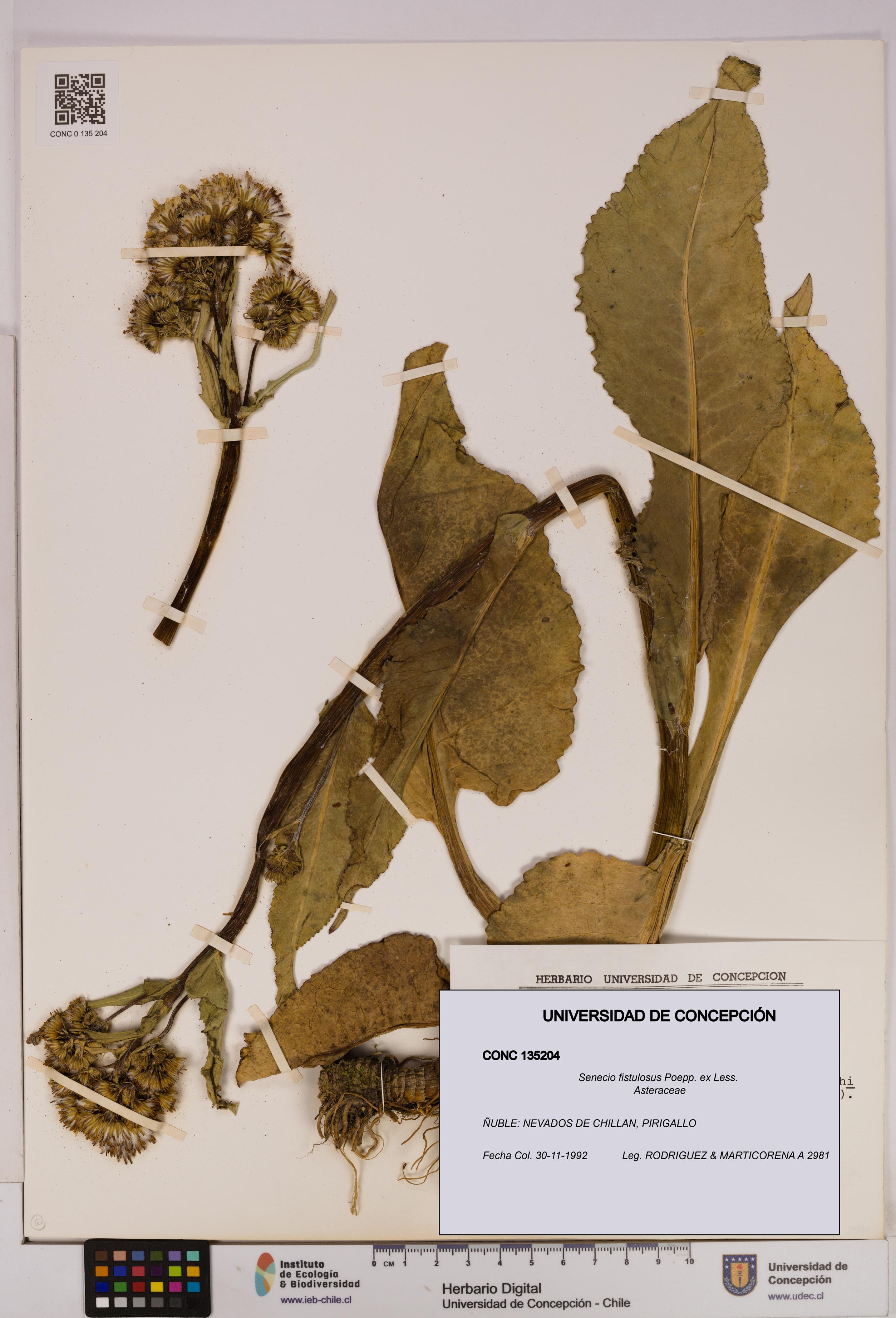 Senecio fistulosus [Espécimen: UDEC:CONC:0135204]