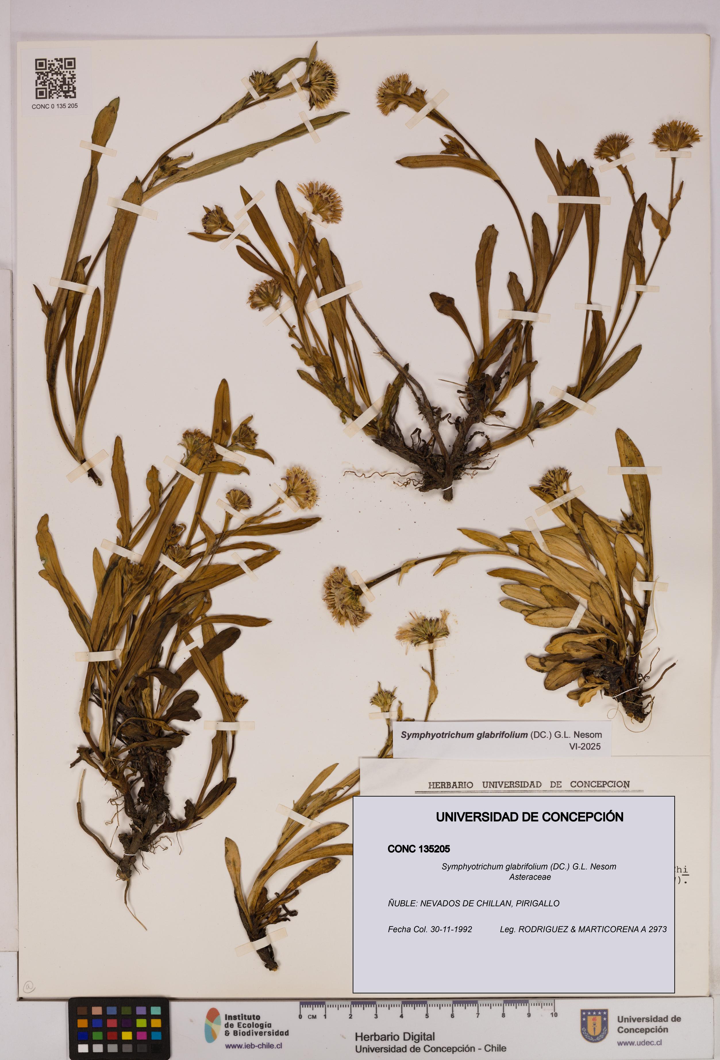 Symphyotrichum glabrifolium [Espécimen: UDEC:CONC:0135205]