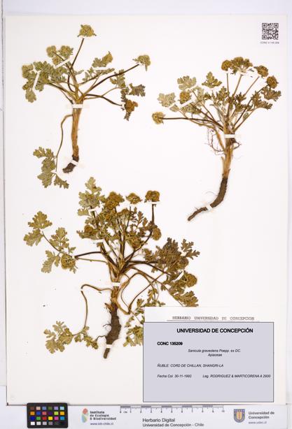 Sanicula graveolens [Espécimen: ]