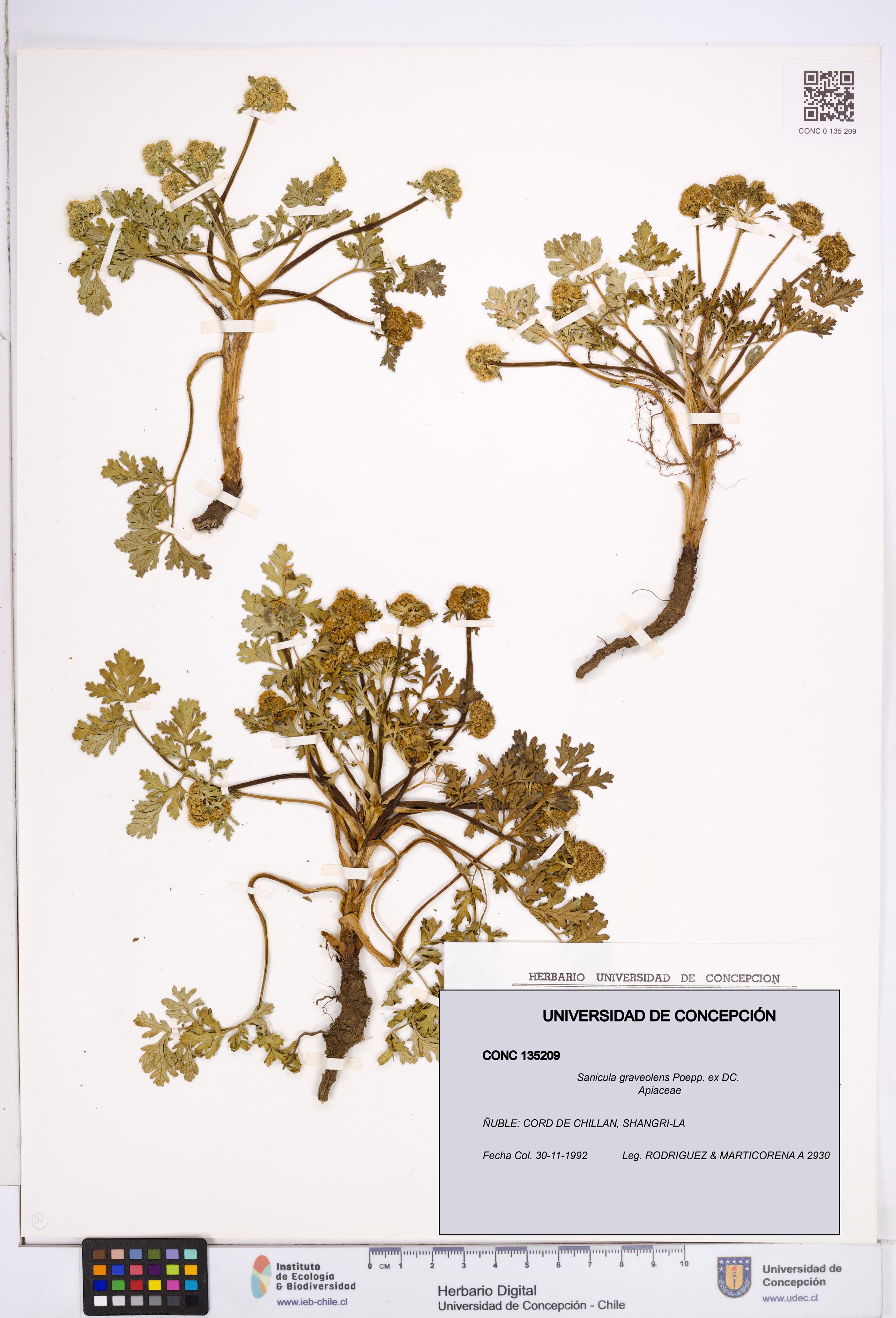 Sanicula graveolens [Espécimen: ]
