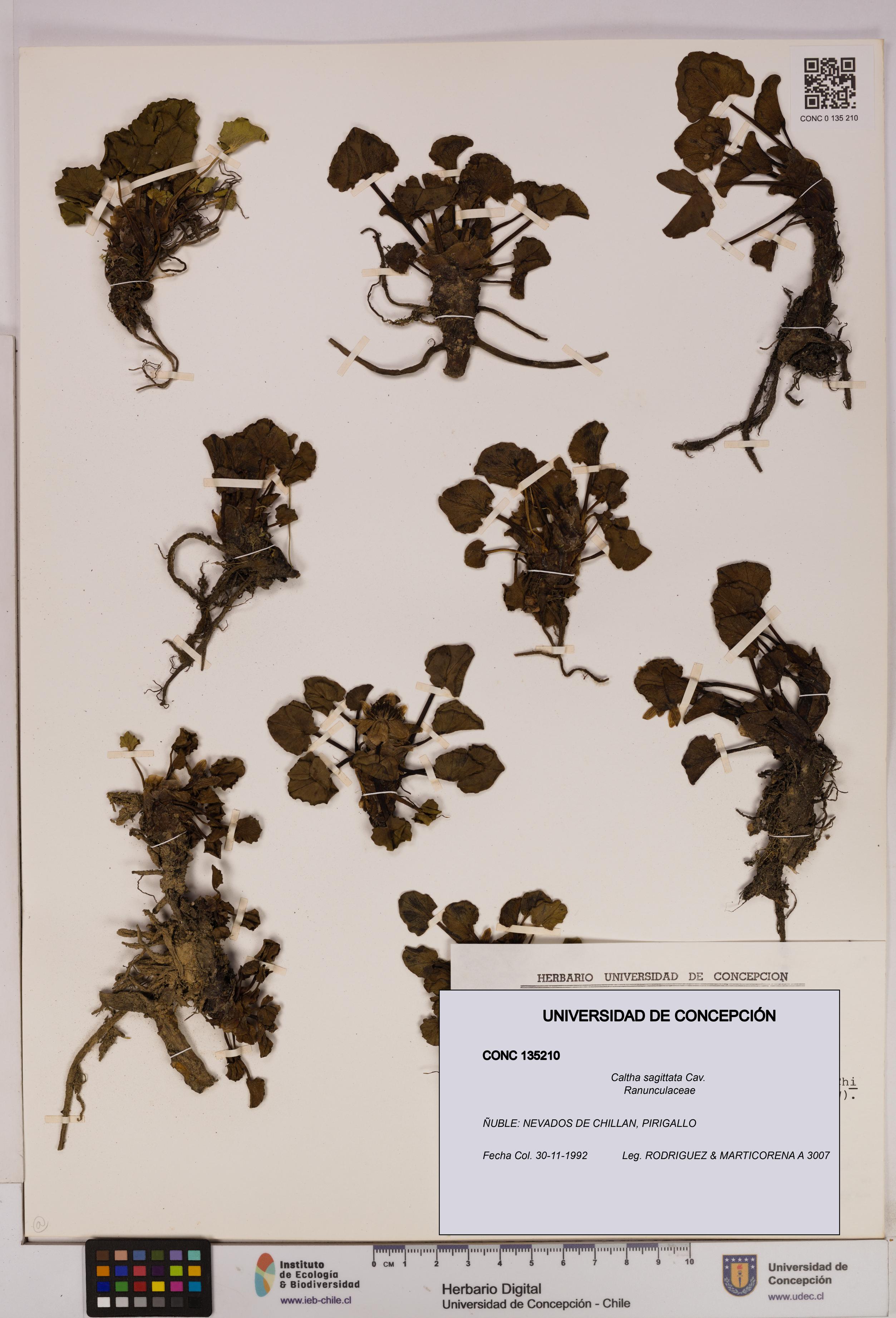 Caltha sagittata [Espécimen: UDEC:CONC:0135210]