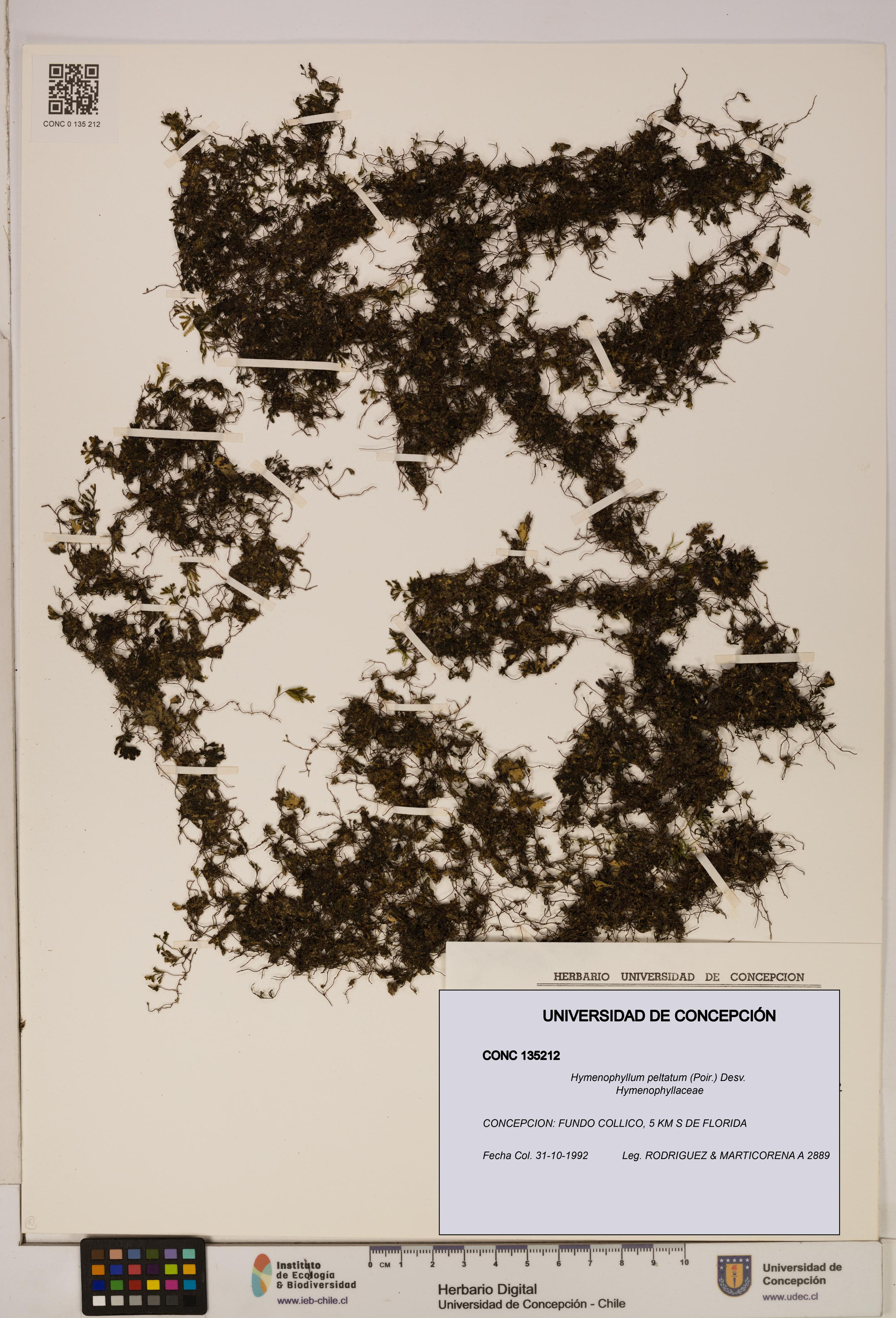 Hymenophyllum peltatum [Espécimen: ]