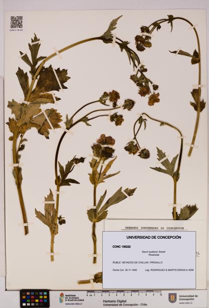 Geum quellyon [Espécimen: UDEC:CONC:0135222]