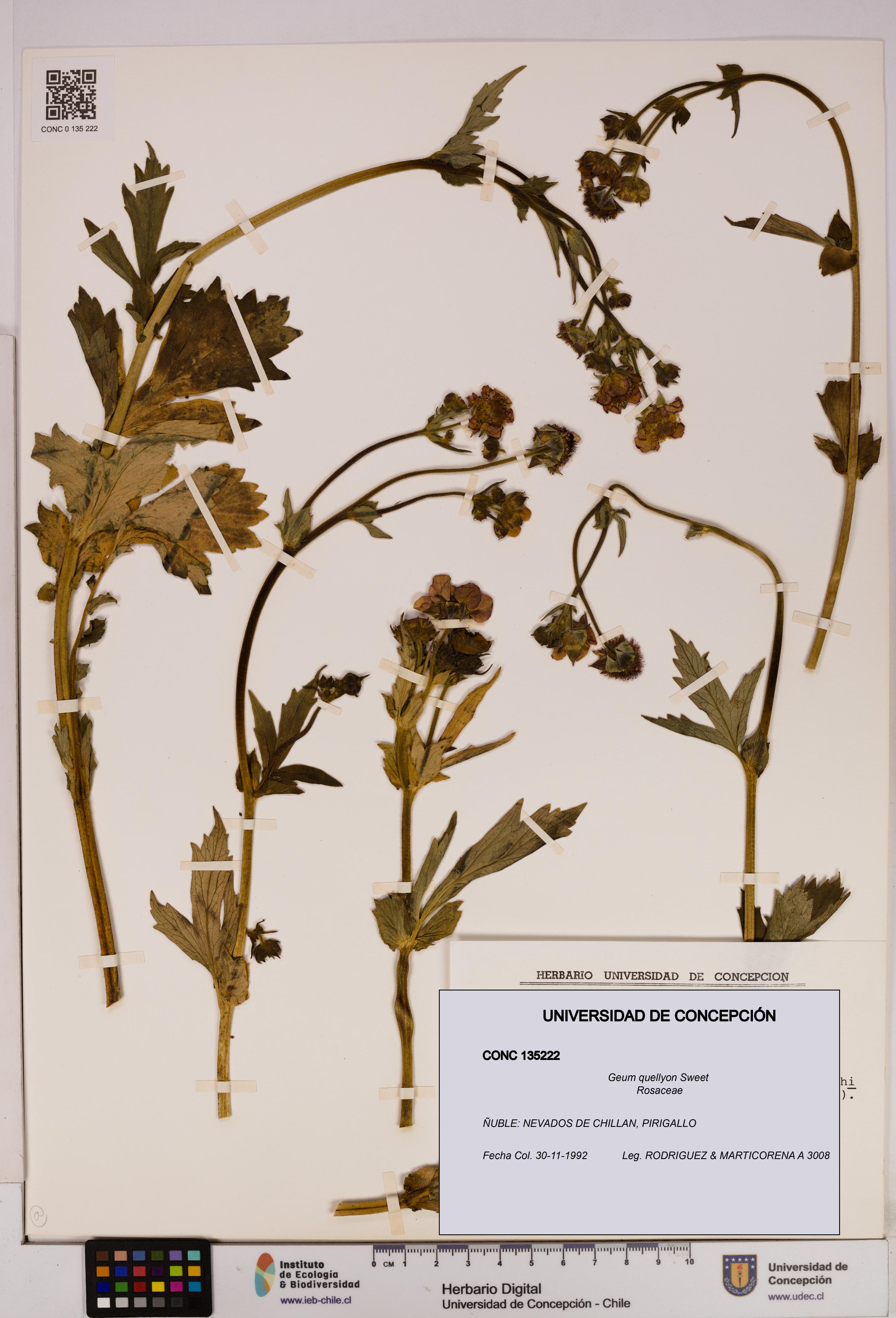 Geum quellyon [Espécimen: UDEC:CONC:0135222]