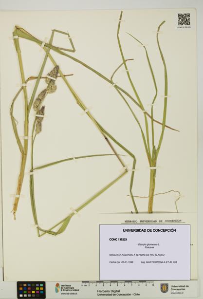 Dactylis glomerata [Espécimen: UDEC:CONC:0135223]
