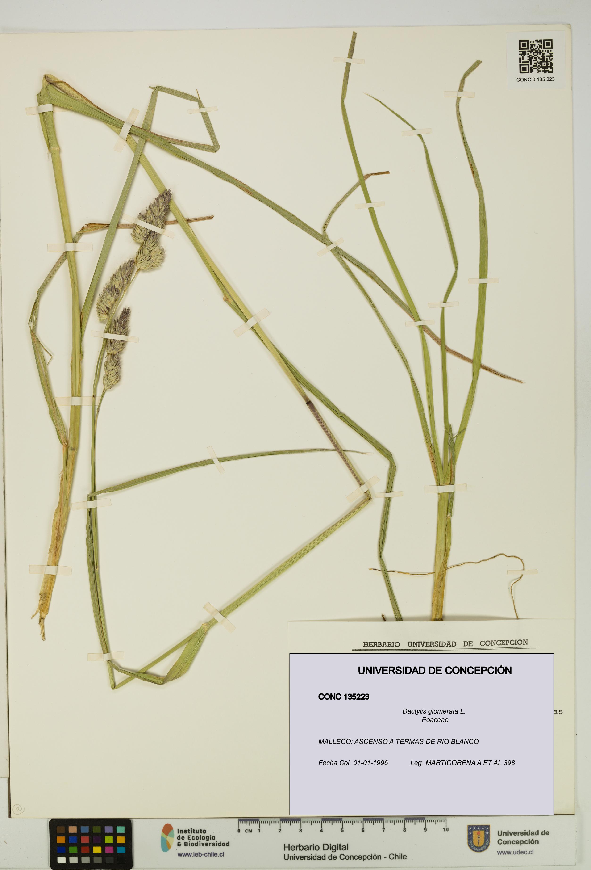 Dactylis glomerata [Espécimen: UDEC:CONC:0135223]