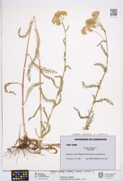 Achillea millefolium [Espécimen: ]