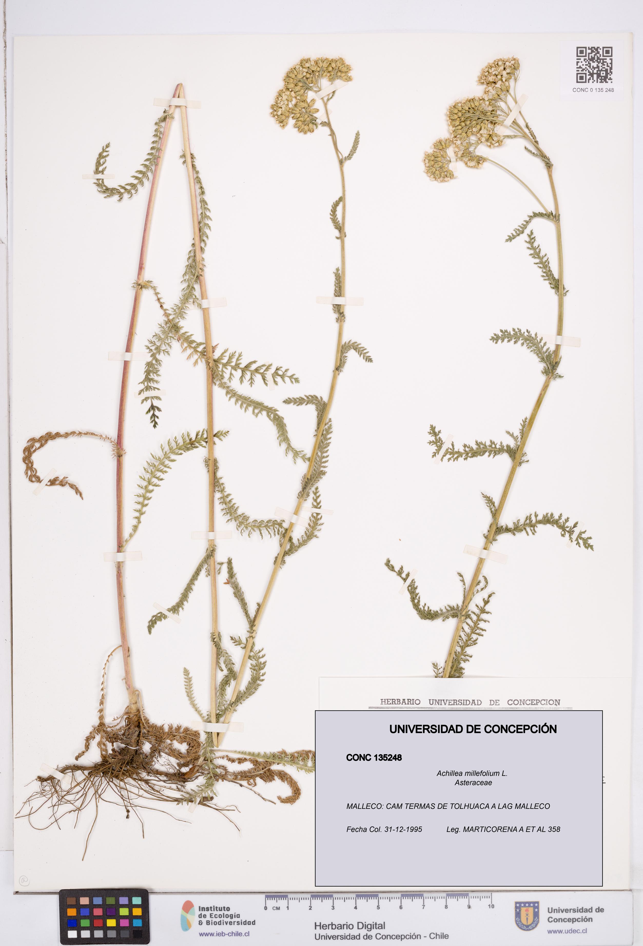 Achillea millefolium [Espécimen: ]
