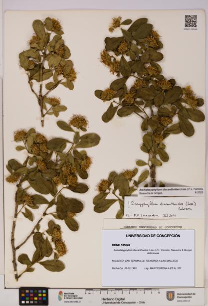 Archidasyphyllum diacanthoides [Espécimen: UDEC:CONC:0135249]