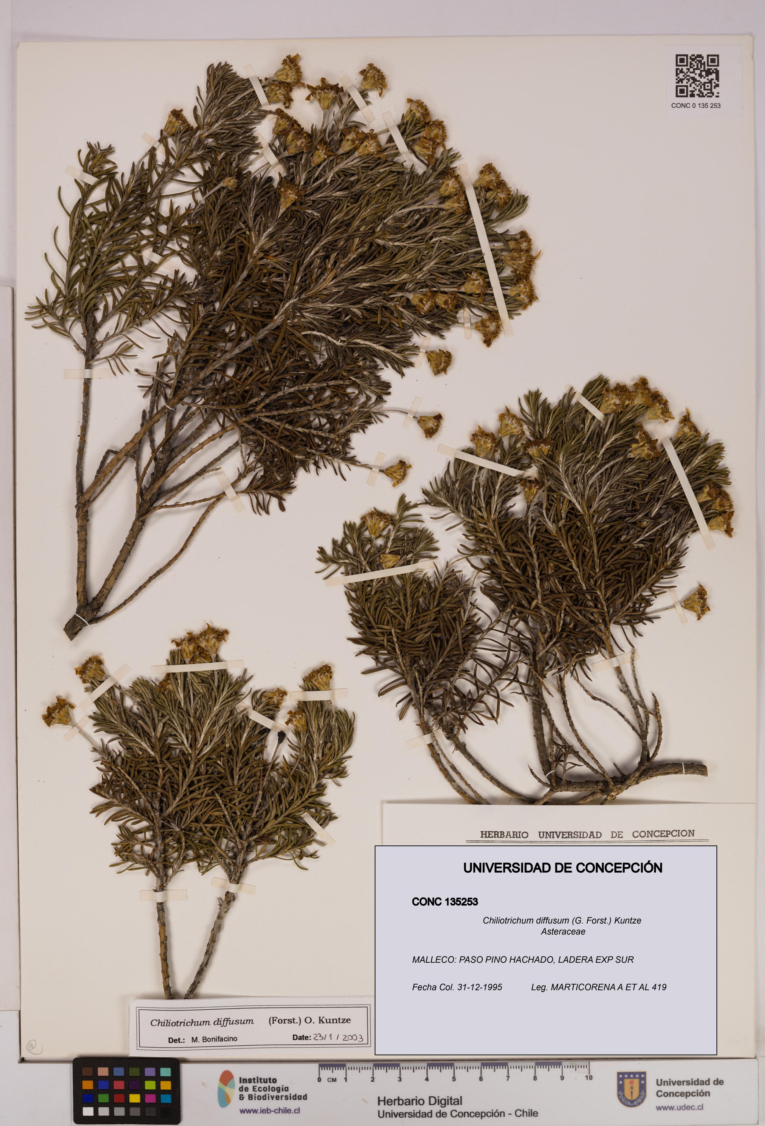 Chiliotrichum diffusum [Espécimen: UDEC:CONC:0135253]