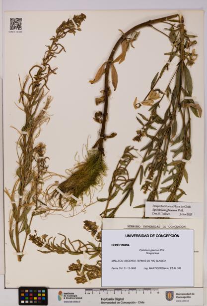 Epilobium glaucum [Espécimen: UDEC:CONC:0135254]