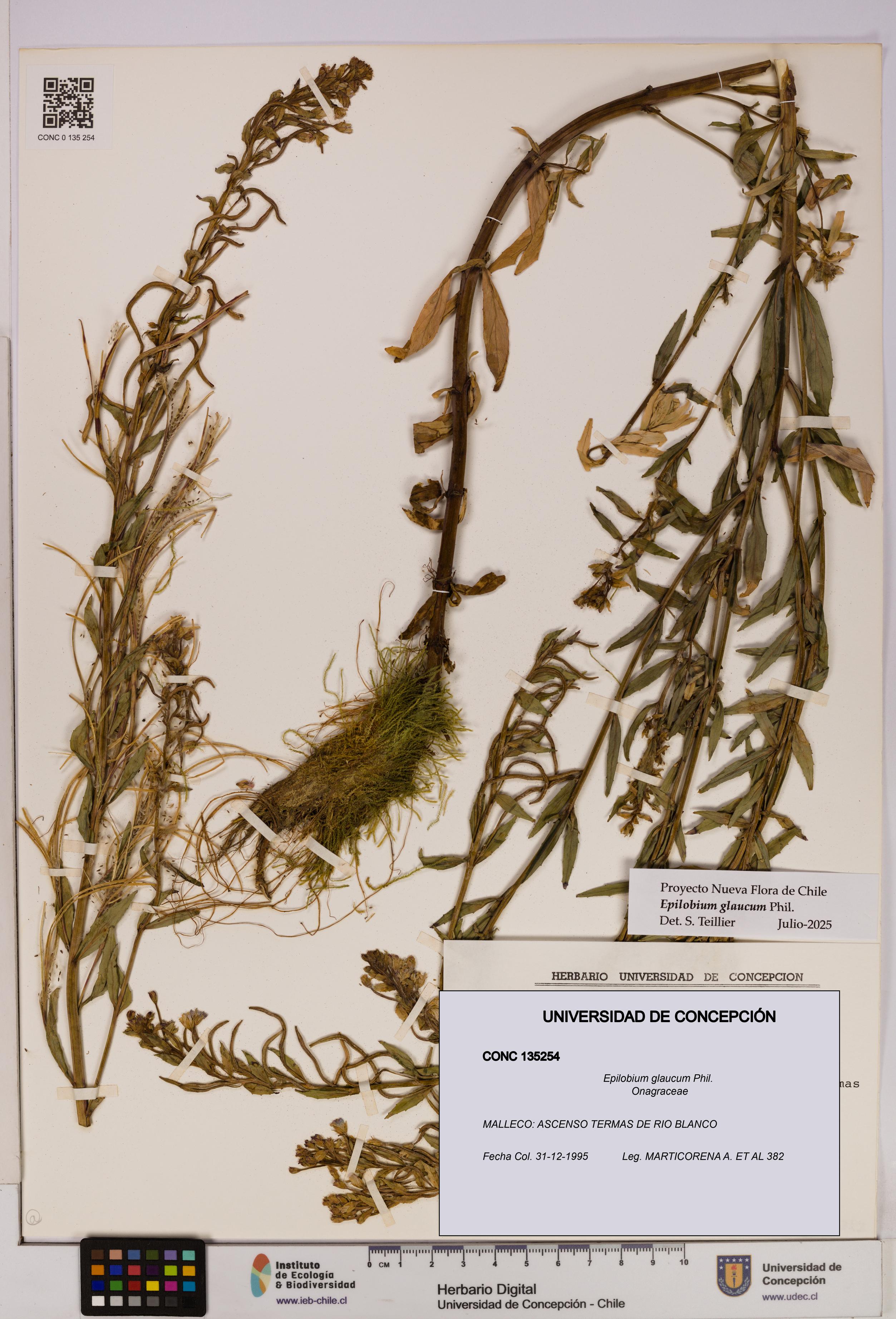 Epilobium glaucum [Espécimen: UDEC:CONC:0135254]