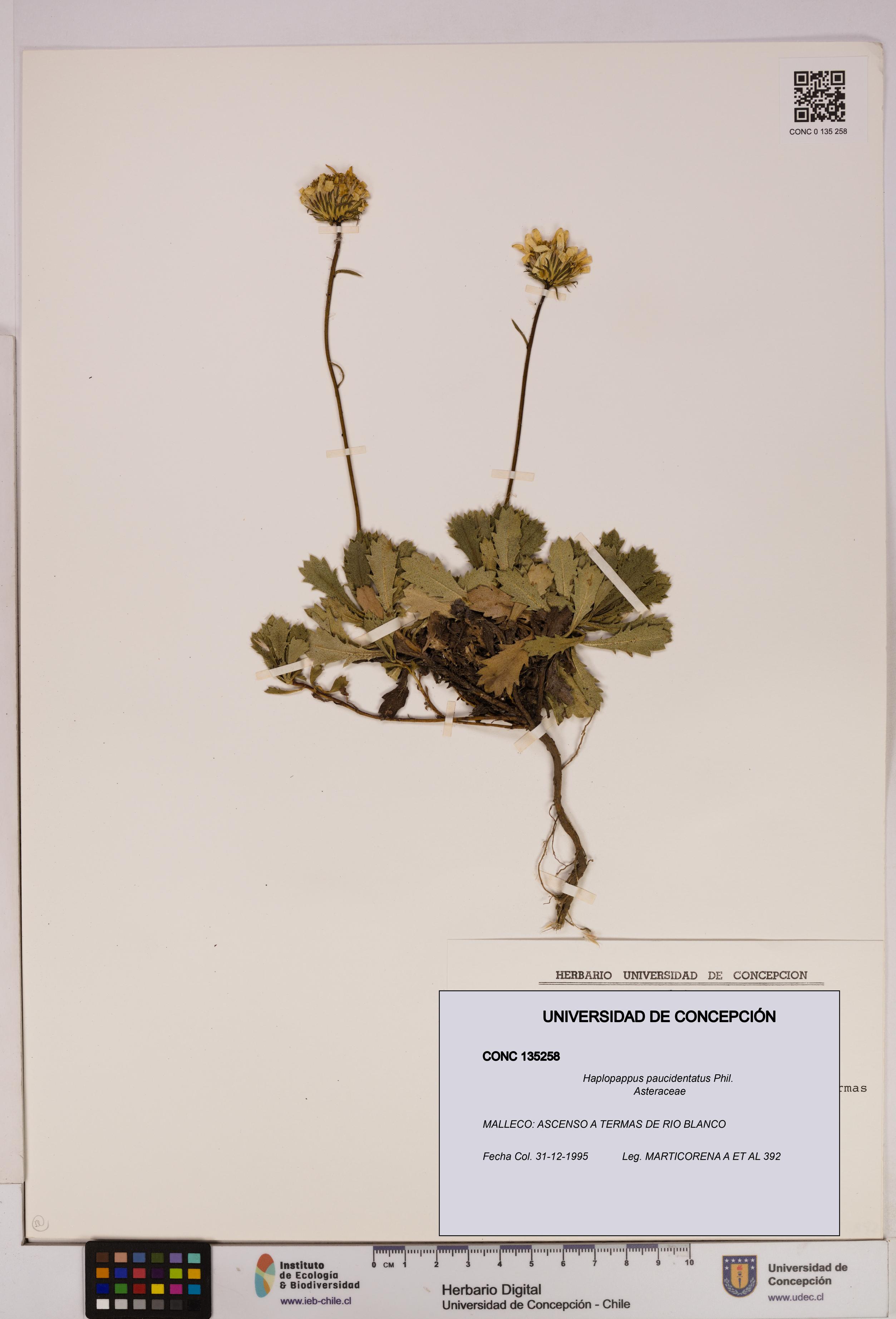Haplopappus paucidentatus [Espécimen: UDEC:CONC:0135258]