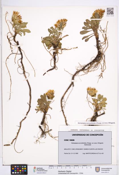 Notopappus prunelloides [Espécimen: ]