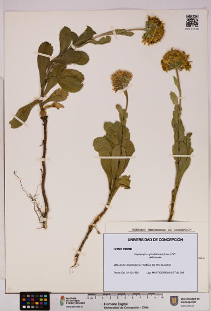 Haplopappus grindelioides [Espécimen: UDEC:CONC:0135260]