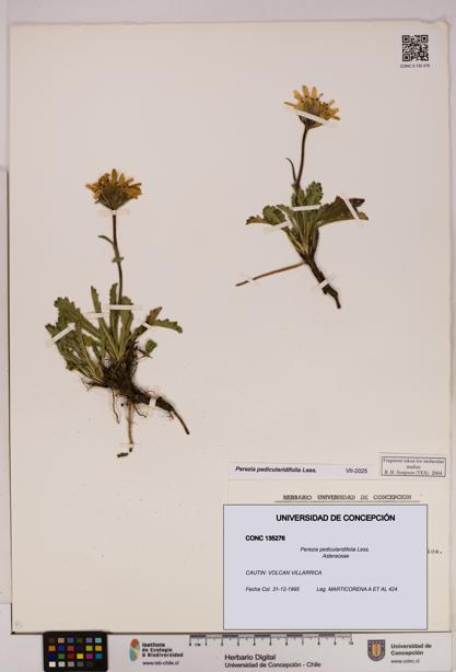 Perezia pedicularidifolia [Espécimen: UDEC:CONC:0135276]