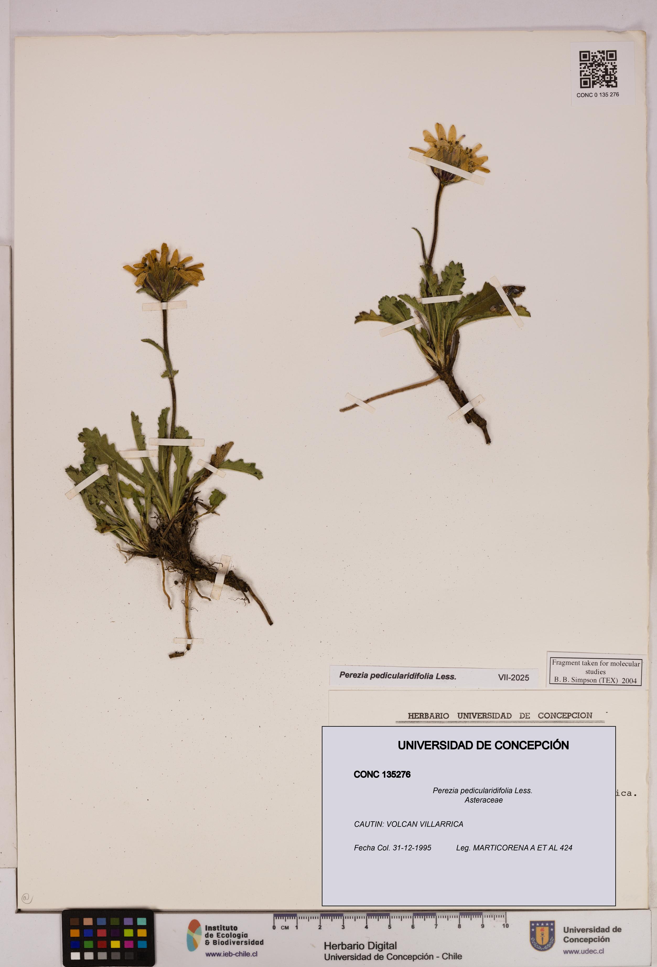 Perezia pedicularidifolia [Espécimen: UDEC:CONC:0135276]