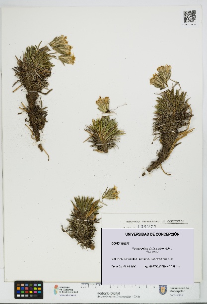 Perezia pilifera [Espécimen: UDEC:CONC:0135277]